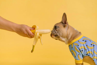 Can Dogs Eat Bananas? Everything You Need to Know