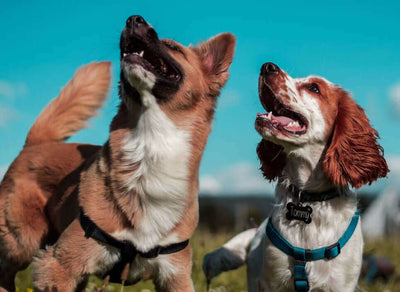 25 Dog Breeds From A to Z