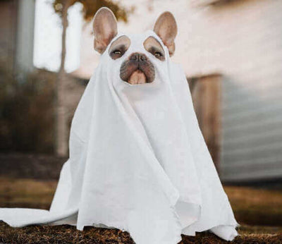 10 Most Popular Pet Costumes