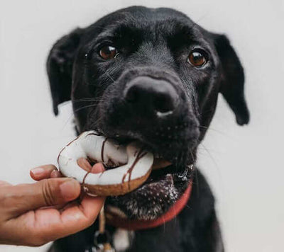 A Quick Guide To Feeding Human Food To Dogs