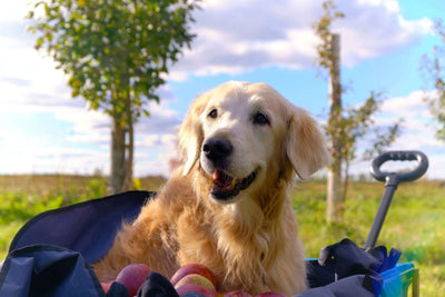 Are Apples Good for Dogs? Health Benefits of Feeding Fruit to Pets