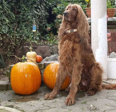 10 Best Pumpkin Dog Treat Recipes