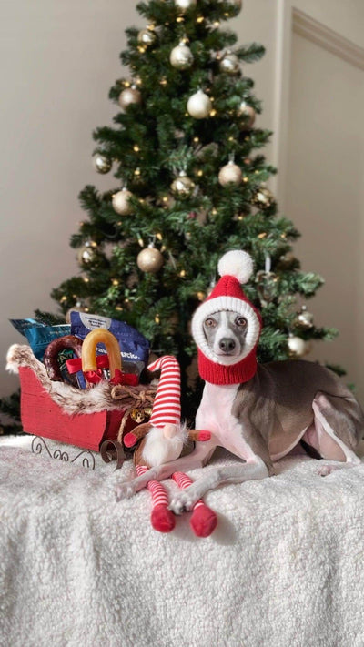 An image of a dog in their christmas hat with their Pawstruck holiday gifts in a sleigh with a christmas tree in the background