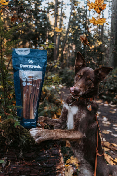 An excited dog posing next to the Variety Bulk Straight Bully Sticks Bag in a forest