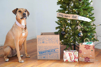 An image of a dog with their holiday gifts under the christmas tree