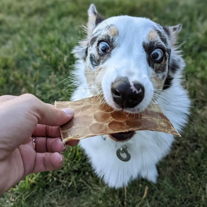 An excited pup with the Pawstruck Beef Jerky Joint Health Treats