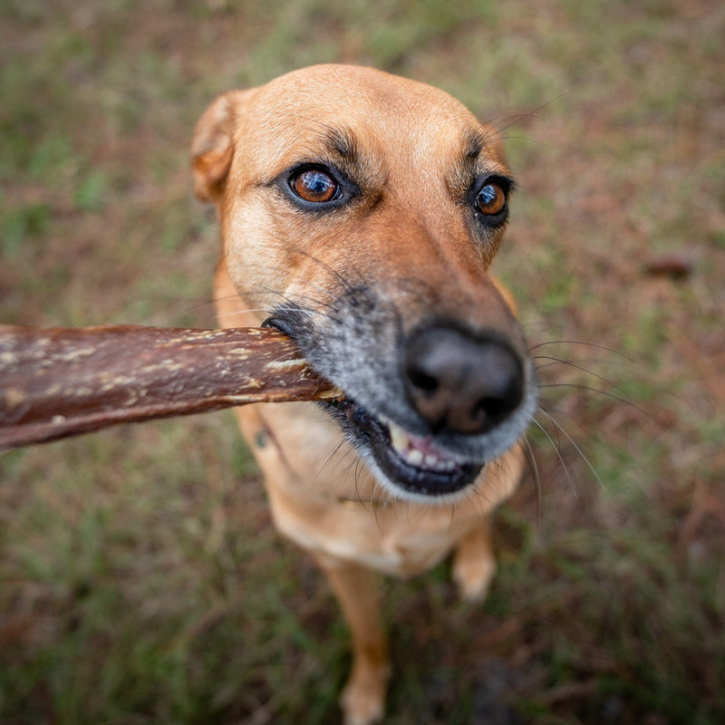 A dog with the Pawstruck Beef Jerky Joint Health Treats in their mouth