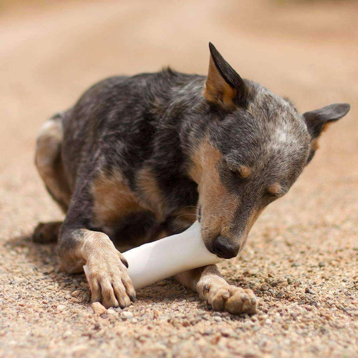 Pawstruck filled bones best sale